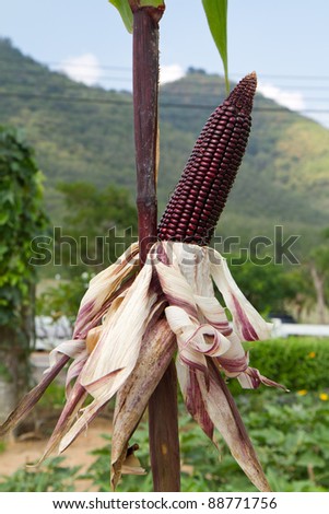 Peruvian purple corn