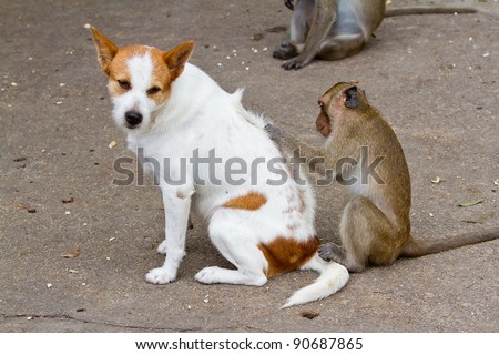 Monkeys checking for fleas and ticks in the dog