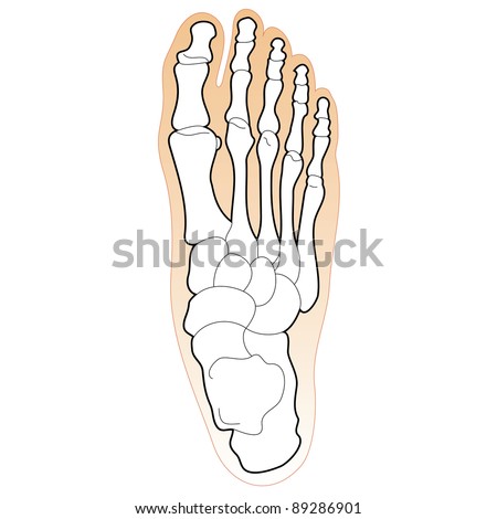 Human Foot Bones Stock Photo 89286901 : Shutterstock