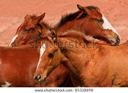 Three young horses - chestnut and bay - against soft orange background