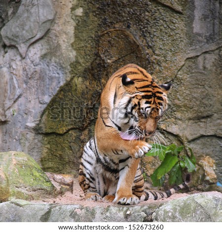 Royal Bengal tiger sitting on the rock