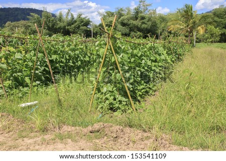 Yard Long bean farm in a rural of Thailand