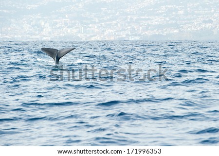 Sperm whale starts a deep dive in front of Madeira island