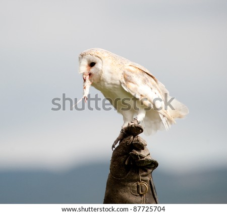 white owl eating a mouse