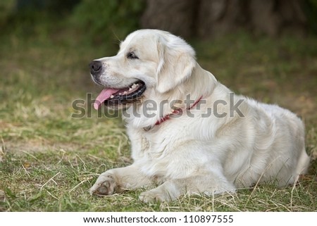 Portrait young dog  - gold retriever