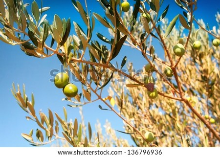 Olives on olive tree in autumn. Season nature image