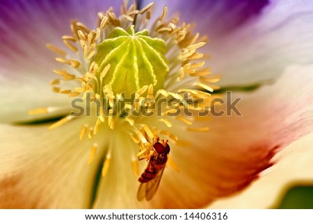 Detail of flower of poppy
