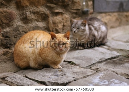 Two cats sitting in a dark alley