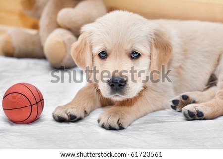 Small puppy - golden retriever