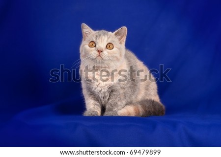 Multicolored  kitten on blue background -   British Short-hair cream cat