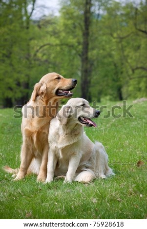 Portrait Golden retriever puppy in park