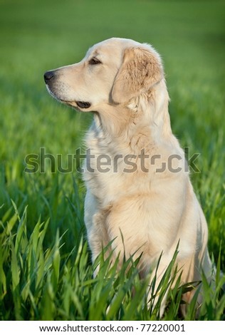 Portrait of a beautiful young dog - golden retriever