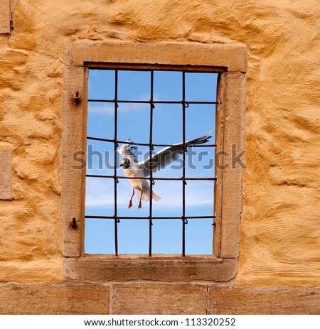 A bird behind window and metal bars A conceptual image of freedom