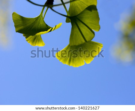 Ginkgo leaves against the blue sky