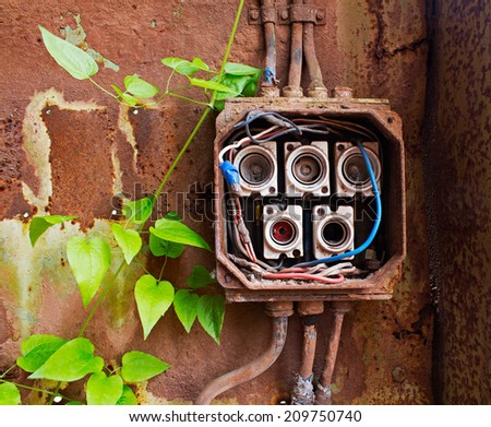 Ceramic fuses in the old electric box and green ivy