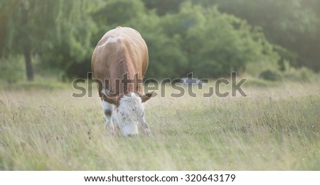 Idyllic and beatiful nature scene. Rural summer farmland with grazing cows in field, Sweden