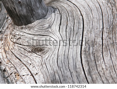 Wood shapes in an dead trunk