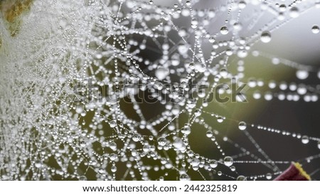 Similar – Foto Bild Ein Spinnennetz voller winziger Tautropfen, malerisch an einem rostenden Schild