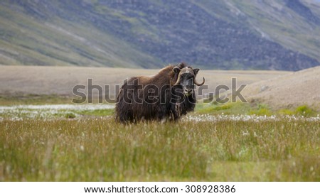 Musk oxen in arctic tundra, Paradise Valley, Greenland