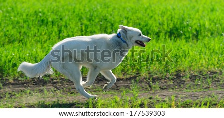 White female husky running on a green meadow