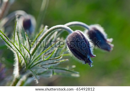 Photo of pulsatilla patens L flowers, grassy perennial, type of Family: Ranunculaceae subfamily: Ranunculoideae tribe: Anemoneae.