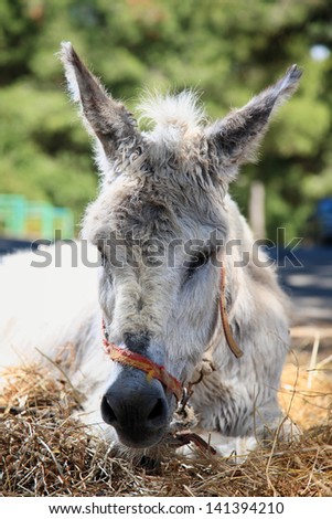 portrait of a white donkey in nature