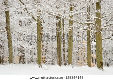 Group of white snow covered trees in winter in a local park