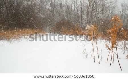 Hiking path through woods during a winter snow storm