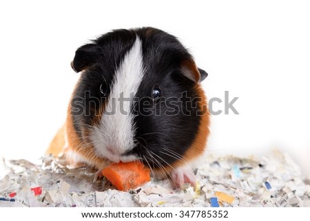 discovering guinea pigs essay Free essay: how to take care of your pet guinea pig a guinea pig is a great first pet he is fairly easy to take care of but can be hard as well. discovering guinea pigs essay Free essay: how to take care of your pet guinea pig a guinea pig is a great first pet he is fairly easy to take care of but can be hard as well.