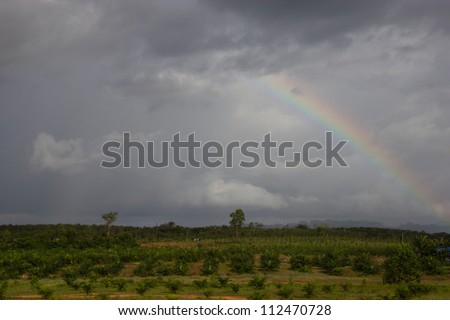 Dark clouds and rainbow above palm garden