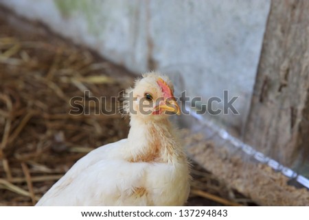 Chicken and bird flu