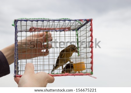 Let birds out of cage