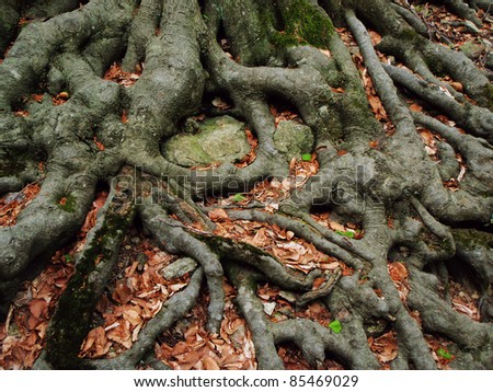 Strong roots of an old beech tree embracing the earth