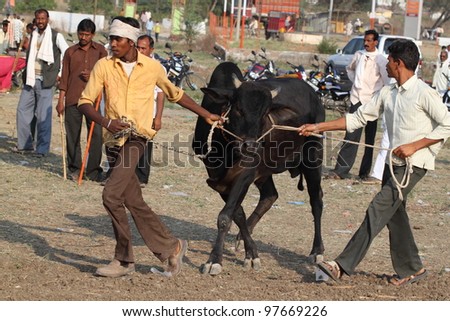 KALAMB ,INDIA-FEB 13:Unidentified farmers and  a racing bull during bull racing festival on February Feb. 13, 2011 in Kalamb,Maharashtra, India