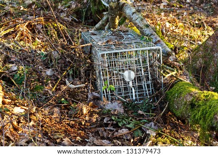 non lethal or humane steel animal trap used to catch small mammals for tagging or relocation
