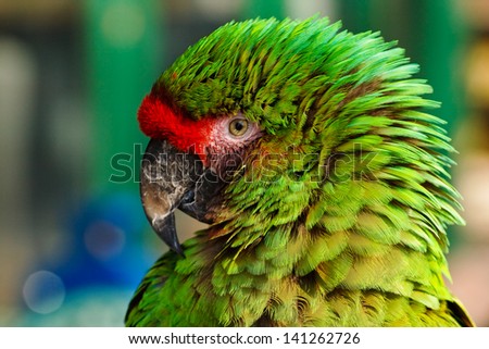 Close up of feather detail and eye on a colorful green military macaw or parrot a popular pet due to its ability to imitate human voices
