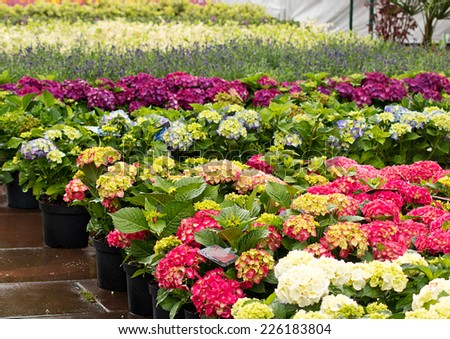 Rows of flowers for sale at a retail garden center, nursery or market garden.