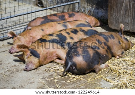 Pigs sleeping