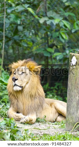 The lion king at Malaysia zoo.
