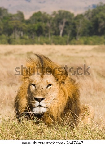 Male lion staring ahead