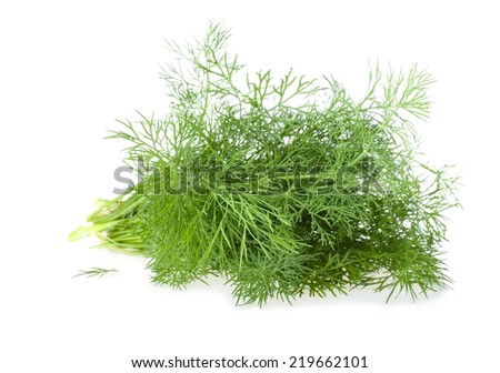 The Bundle of Fresh Green Dill, Isolated