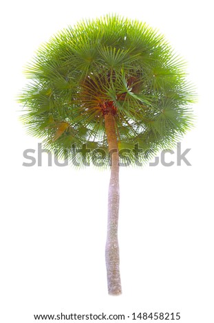 Palm Tree Isolated Stock Photo 148458215 : Shutterstock