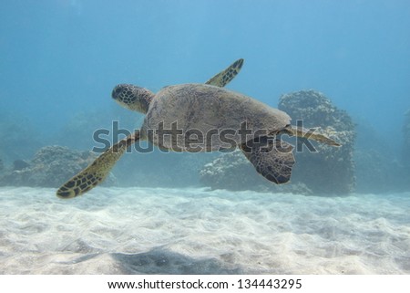 Green Sea Turtle swimming above the sand