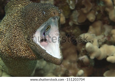 White mouth moray eel getting a deep cleaning from a cleaner wrasse inside its mouth
