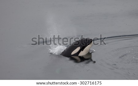 An orca whale (killer whale) breathes as it jumps head first out of the water
