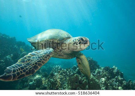 Close encounter with a green sea turtle underwater
