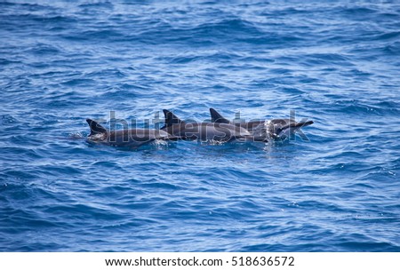 Similar – Image, Stock Photo Spinner dolphin in Hawaii jumps out of the sea