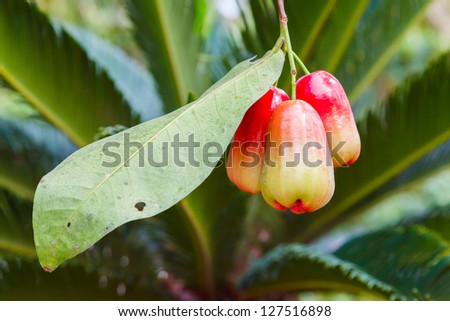 water apple, chomphu, rose apple, Malabar plum on the tree on the background of plants