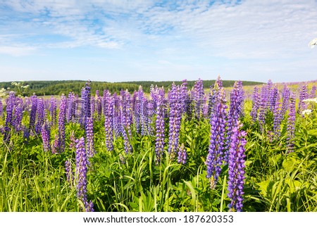 lilac flower Willow-herb (Ivan tea) on background blue sky