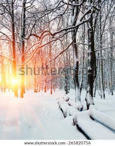 Russia, the sun\'s rays during the winter dawn in the forest